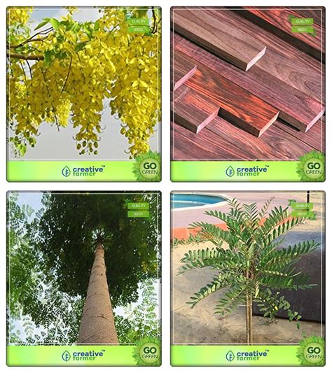 Creative Farmer Seeds Of Trees For Garden Cassia Fistula,Indian ...