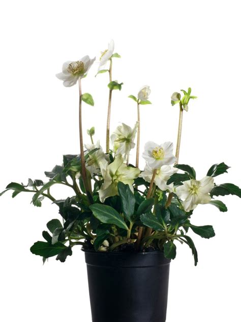 Tips & Information about Hellebore - Gardening Know How