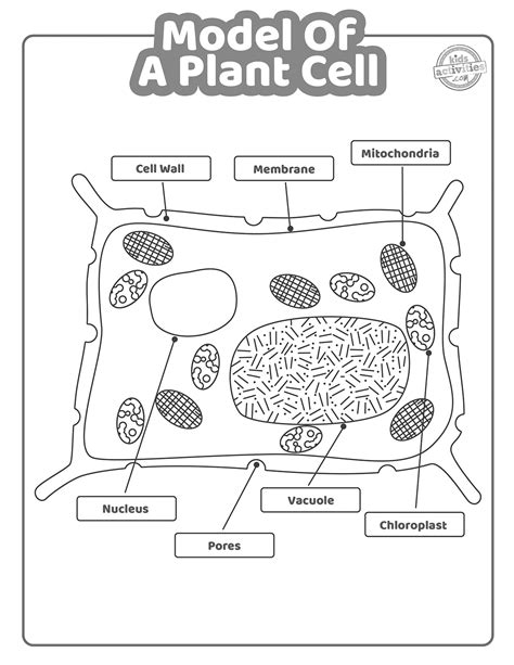 Free Coloring Pages Of A Cell Structure [2025]