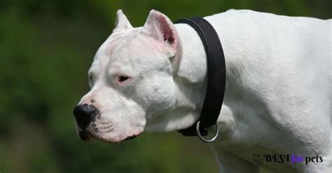 Dogo Argentino Price In India - Best For Pets