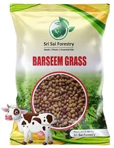 SRI SAI FORESTRY Berseem Grass Seeds - King of Fodder (Pack of 1000 ...