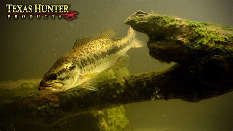 Fish Swim Behavior 的图像结果