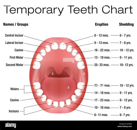 Temporary teeth - names, groups, period of eruption and shedding of the ...
