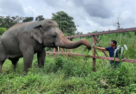 Former “Loneliest Elephant in the World”, Kaavan, Reunites With ...