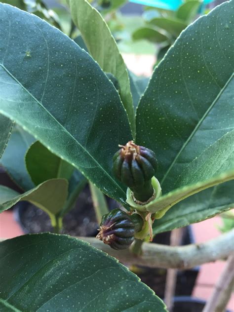 Buddha hand citron baby fruits : r/gardening