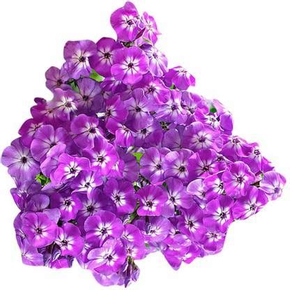CYBEXIS Phlox Rare Flower Seeds-Purple Seed Price in India - Buy ...