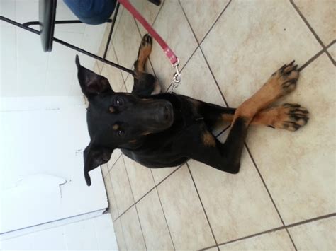 German Shepherd Cross Doberman