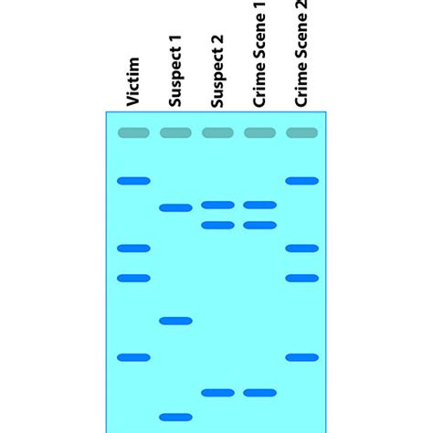 Basic DNA Fingerprinting 的图像结果