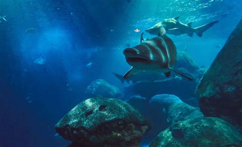 New Shark Species Discovered: Pararhincodon Torquis Reveals Ancient Predator from Southern England