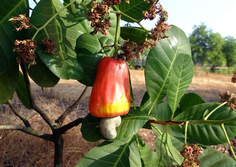Cashew Tree for Sale - Buying & Growing Guide - Trees.com