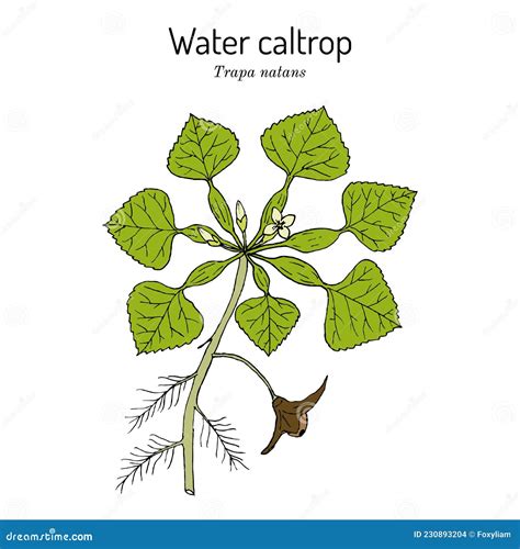 Water Caltrop Trapa Natans , Edible and Medicinal Aquatic Plant Stock Vector - Illustration of ...
