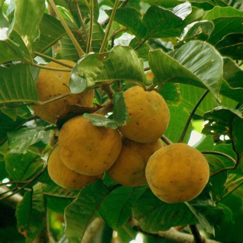 Sandoricum koetjape (Santol Tree) For Sale — Mahindra Nursery