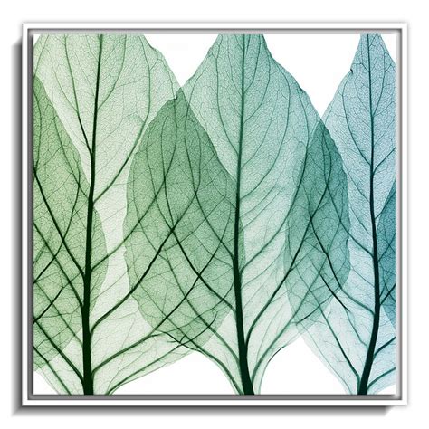Celosia Leaves II – Calcuttan