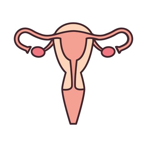 Image result for Female Reproductive System Simple Drawing