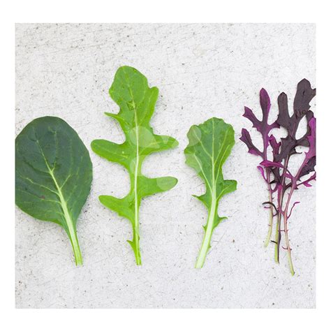 Salad Leaf Types at Carole Spears blog