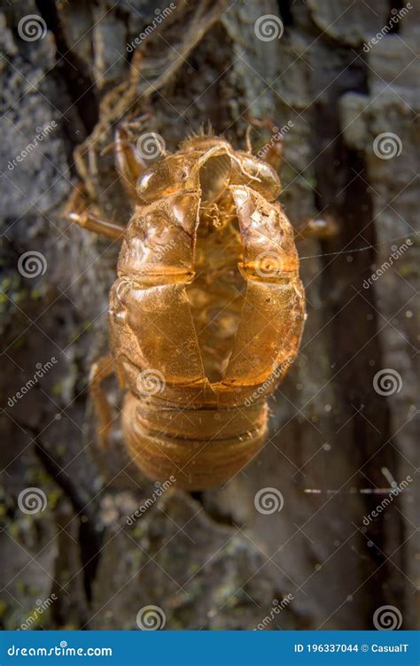 Image result for Empty Cicada Shell
