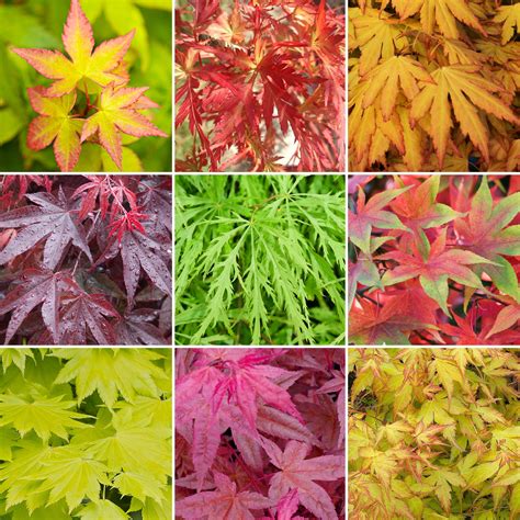 3 x Acer Trees | Japanese Maple Tree | Potted Outdoor Hardy Garden ...