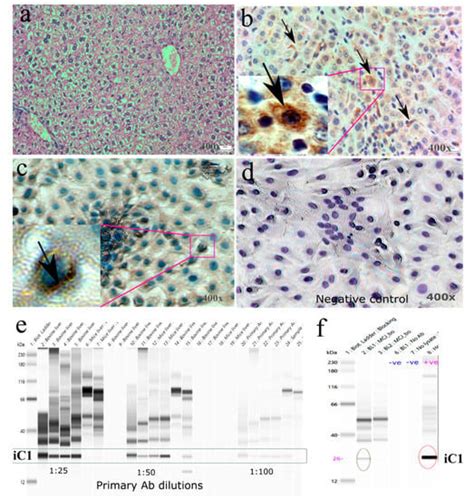 Animals | March-2 2023 - Browse Articles