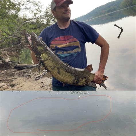 Delaware River NJ Musky 40in caught in a foot of water! Got a pic before I caught her ...