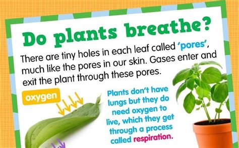 how do plants breath? - Brainly.in