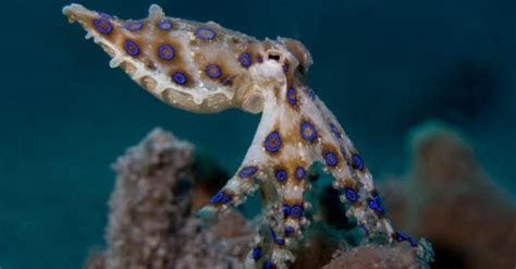 Image result for Animal Fact Files Blue-Ringed Octopus