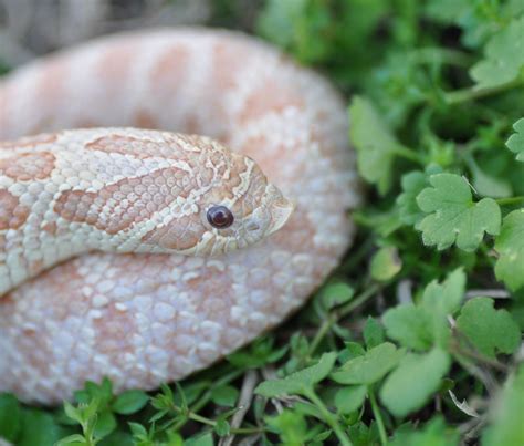 10 More Western Hognose Morphs - ReptileWorldFacts | Hognose snake ...