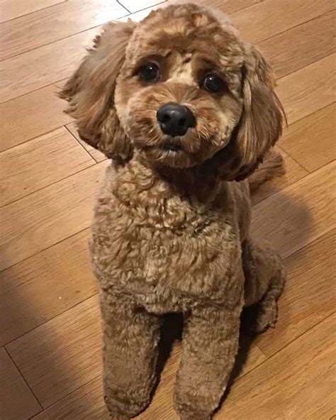 Image result for Cockapoo Dog Cuts