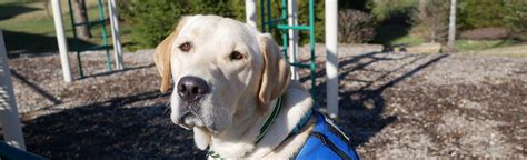 Service Dogs: A Comprehensive Guide to Their Remarkable Role – PetKonnect