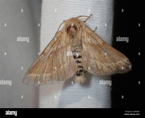 Western Tent Caterpillar Moth (Malacosoma californica Stock Photo - Alamy