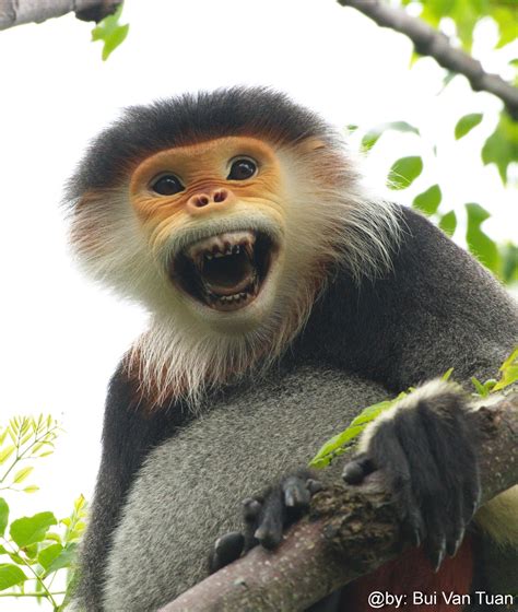 Red Shanked Douc Langur