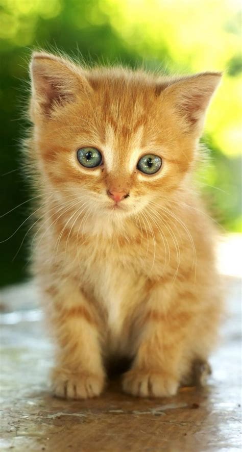 Chaton Mignon Roux - Starnimo