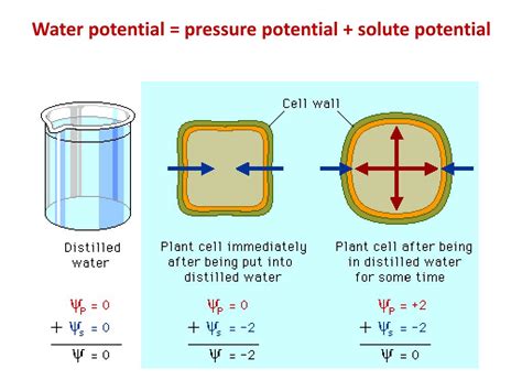 Water Diffusion 的图像结果