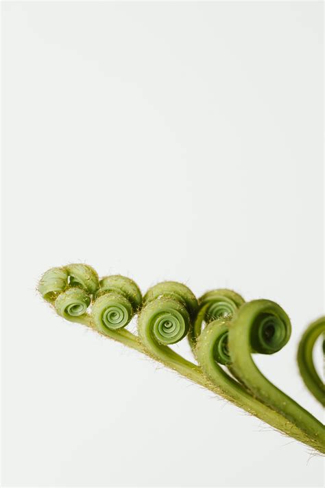 Image result for fiddlehead