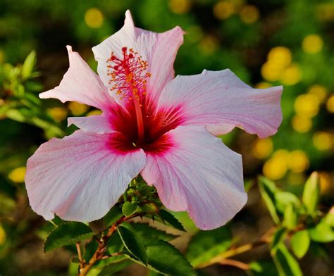 Flower Hibiscus Bloom - Free photo on Pixabay - Pixabay
