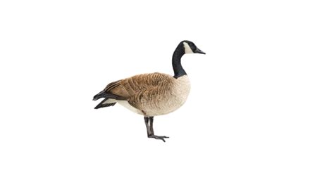 Goose png transparent (12) - Photo #1145 - BiNps PNG Website