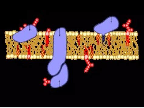 Image result for Cell Membrane Structure and Function