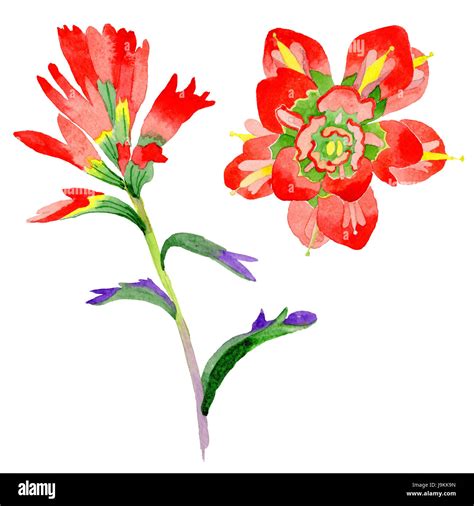 Wildflower Indian Paintbrush flower in a watercolor style isolated ...
