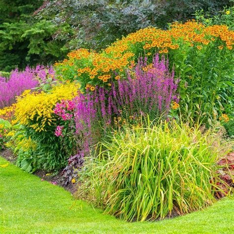 Buy Full Sun Perennial Plants Online | Garden Goods Direct