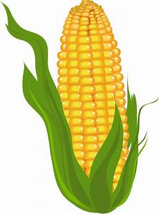 Corn Clipart by Corn Clipart Clipart Panda Free Clipart Images Corn Clipart