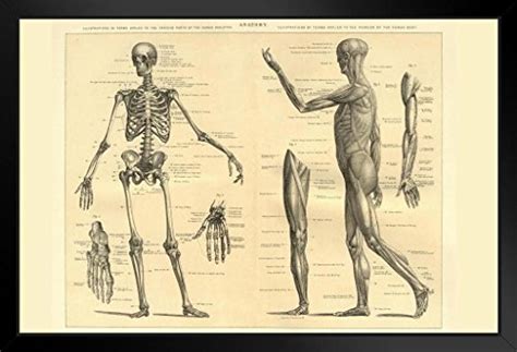 Buy Human Anatomy Skeleton and Muscles of the Body Educational Chart ...