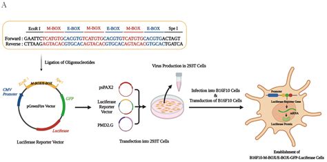 Dimethyl Itaconate Inhibits Melanogenesis in B16F10 Cells