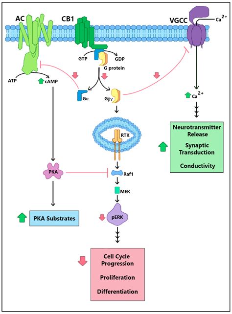 Cannabinoid Receptor Interacting Protein 1a (CRIP1a) in Health and Disease