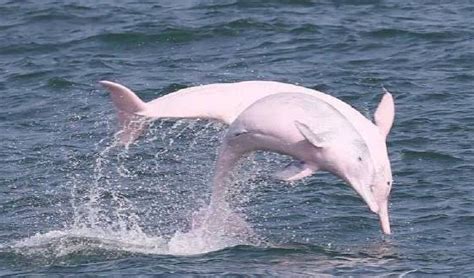 中华白海豚-图片-中文百科在线