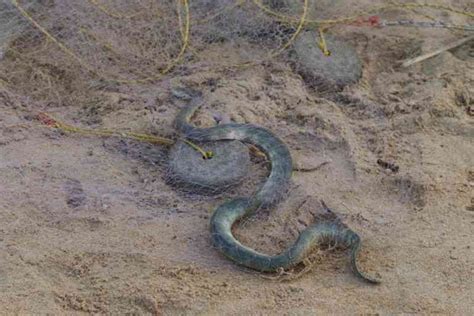 Caught in fishing nets, sea snakes are dying along the Malvan coast of ...