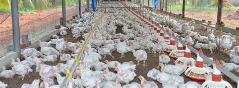 Ponni Group of Companies - Pioneer in Exports | Poultry Farms | Animal ...