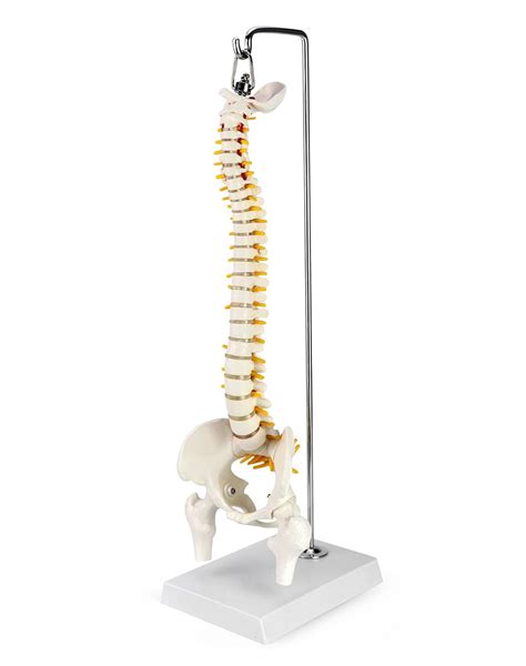 QWORK Miniature Spine Anatomy Model, 15-12 India | Ubuy
