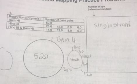 Image result for Plasmid Mapping Practice Problems