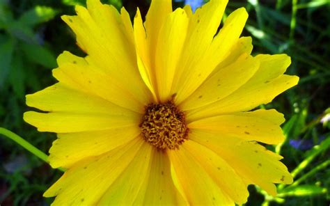 Ground Cover Plants for Landscaping | Kumaran Nursery Garden Vadipatti ...