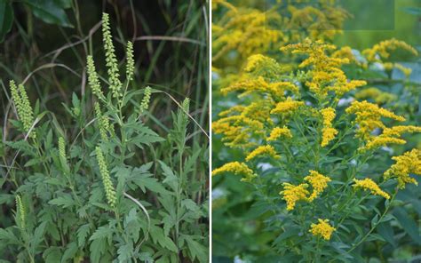 Goldenrod Vs Ragweed What Does Ragweed Look Like? Momcrieff