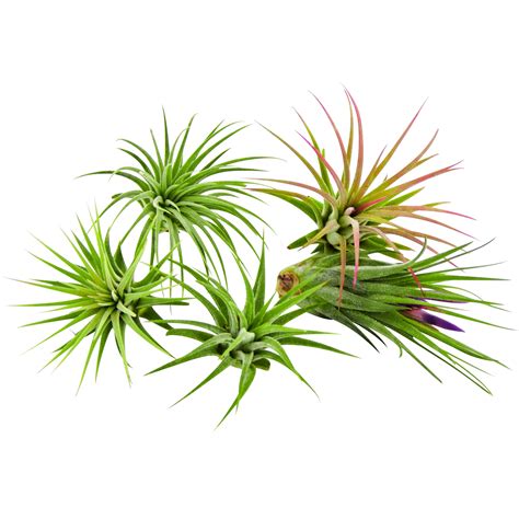 It Blooms 5 Pack Tillandsia Air Plants Assorted Ionantha Species - Easy ...